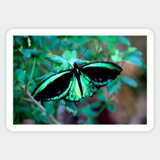 Female Cairns Birdwing Sticker